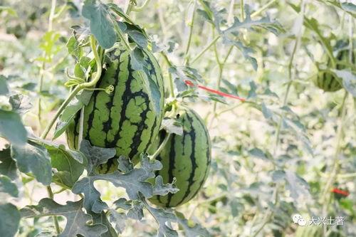 东北吃瓜网红,揭秘东北美食背后的故事 第3张 东北吃瓜网红,揭秘东北美食背后的故事 第3张