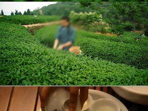 茶叶爆料视频大全下载,视频大全带你领略茶香魅力 第3张 茶叶爆料视频大全下载,视频大全带你领略茶香魅力 第3张
